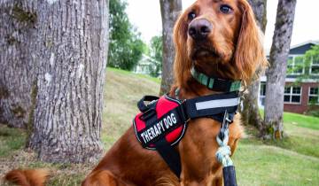 La dog-pet therapy torna all’Ospedale Pediatrico Bambino Gesù di Santa Marinella (RM)