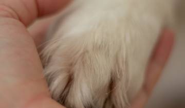 Negli ospedali di Treviso si può svolgere la chemioterapia con accanto il proprio cane o gatto